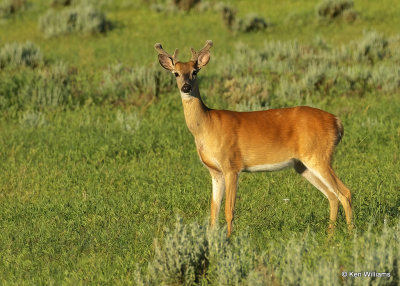 Whitetail Deer buck, Broadus, MT, 06_25_2022a_007100.jpg