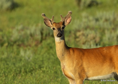 Whitetail Deer buck, Broadus, MT, 06_25_2022a_007112.jpg