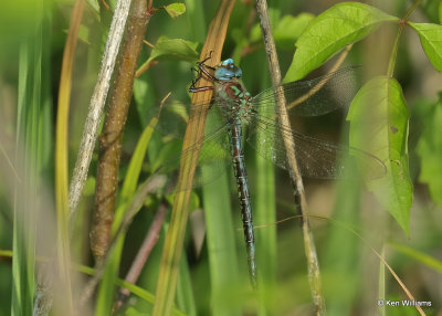 Cyrano Darner male, Wagoner Co, OK_06_11_2022_Ra_020292.jpg