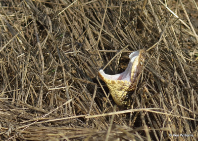 Northern Cottonmouth, Wagoner Co, OK_06_11_2022_Ra_020320.jpg