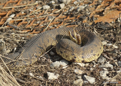 Northern Cottonmouth, Wagoner Co, OK_06_11_2022_Ra_020326.jpg
