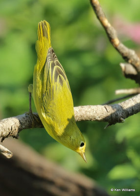 Yellow Warbler female, Rogers Co yard, OK 08_02_2022_Ra_021360.jpg