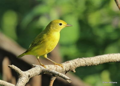 Yellow Warbler female, Rogers Co yard, OK 08_02_2022_Ra_021362.jpg