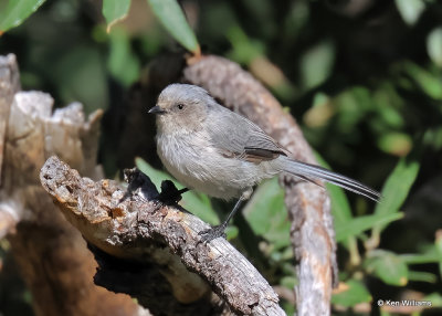 Bushtit, Barfoot Park, AZ, 9-16-2022a_0L0A2131_2.jpg
