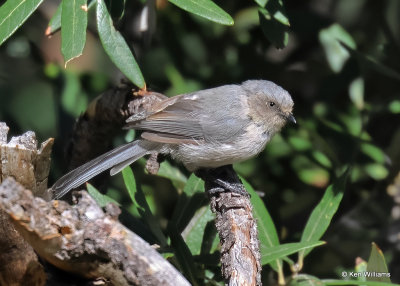 Bushtit, Barfoot Park, AZ, 9-16-2022a_0L0A2152_2.jpg