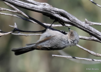 Bushtit, Barfoot Park, AZ, 9-16-2022a_0L0A2161_2.jpg