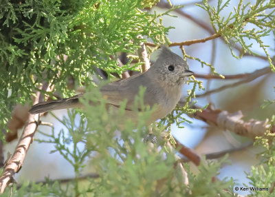 Juniper Titmouse, Paridise, AZ, 9-16-2022a_0L0A1615_2.jpg