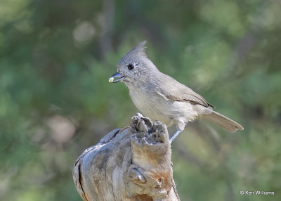 Juniper Titmouse, Paridise, AZ, 9-16-2022a_0L0A1630_2.jpg