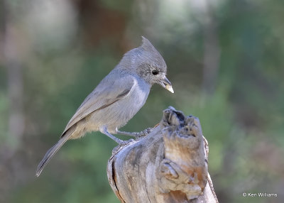 Juniper Titmouse, Paridise, AZ, 9-16-2022a_0L0A1716_2.jpg