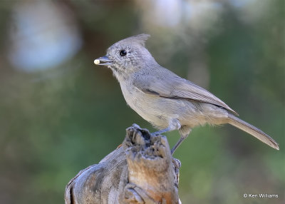 Juniper Titmouse, Paridise, AZ, 9-16-2022a_0L0A1723_2.jpg