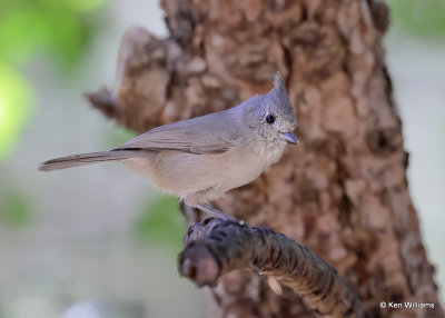 Juniper Titmouse, Paridise, AZ, 9-16-2022a_0L0A1798_2.jpg