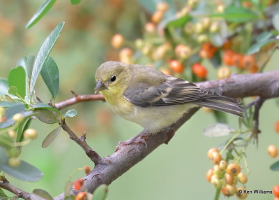 Lesser Goldfinch female, Madera Canyon, AZ, 9-20-20a_0L0A6910_2.jpg
