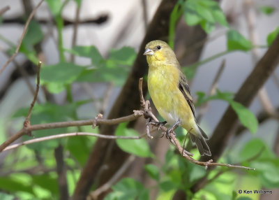 Lesser Goldfinch female, Patagonia, AZ, 9-18-2022a_0L0A4970_2.jpg