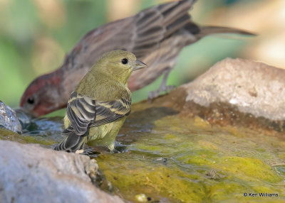 Lesser Goldfinch female, Sierra Vista, AZ, 9-17-2022a_0L0A3904_2.jpg
