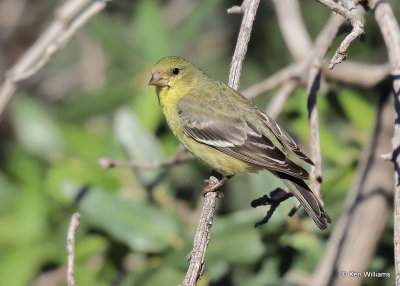 Lesser Goldfinch female, Sierra Vista, AZ, 9-17-2022a_0L0A3990_2.jpg