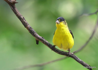 Lesser Goldfinch male, Paradise, AZ, 9-14-2022a_0L0A8885_2.jpg