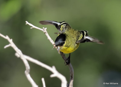 Lesser Goldfinch male, Sierra Vista, AZ, 9-17-2022a_0L0A3875_2.jpg