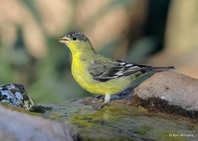 Lesser Goldfinch male, Sierra Vista, AZ, 9-17-2022a_0L0A4004_2.jpg