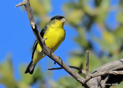 Lesser Goldfinch male, Sierra Vista, AZ, 9-17-2022a_0L0A4015_2.jpg