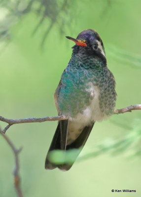 White-eared Hummingbird immature male, Paradise, AZ, 9-14-2022a_0L0A9343 (2).jpg