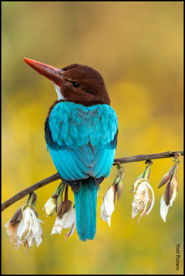 whitethroated_kingfisher