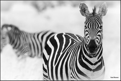 AFRICA IN BLACK & WHITE