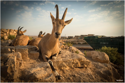 Mitzpe-ramon