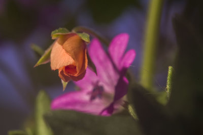 38 naine du jardin