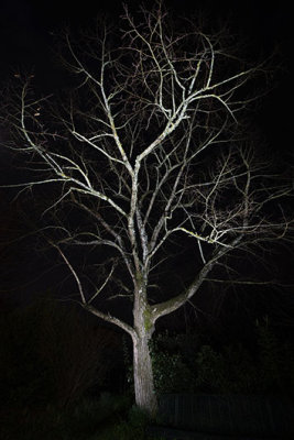 l'arbre du jardin
