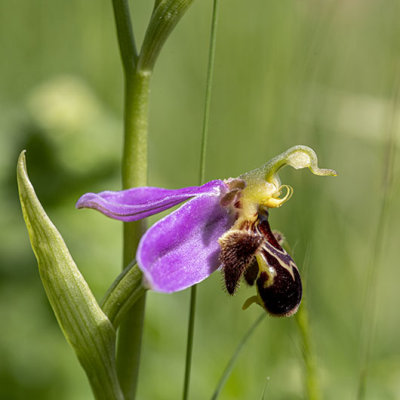 Orchide toujours