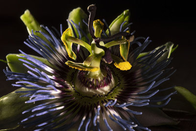 Passiflore