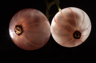 Groseilles