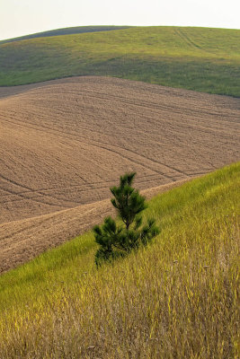 lone_pine_shrub.jpg