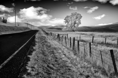 Lone_tree_IR_1.jpg