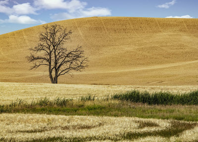 lone_tree_on_Moore_road_with_sky.jpg