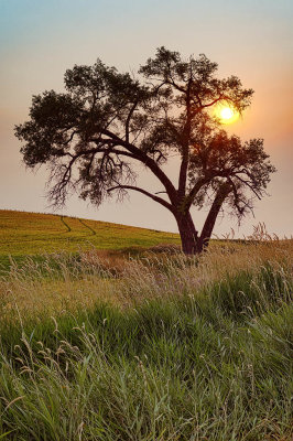 Lone_tree_smoky_sunrise.jpg