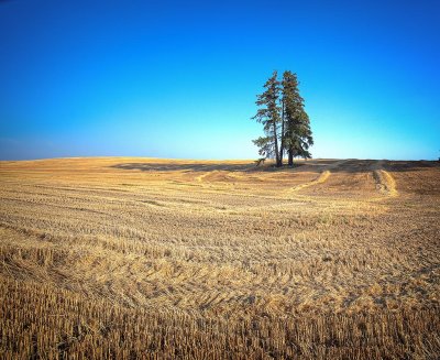 Palouse_lone_tree_1.jpg