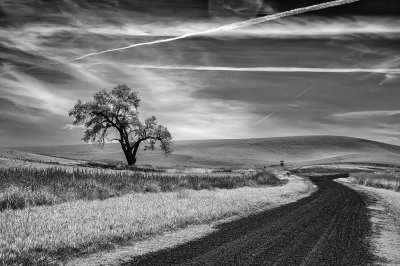 Steptoe_tree_and_road.jpg