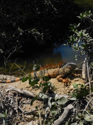 belize_iguana_sanctuary