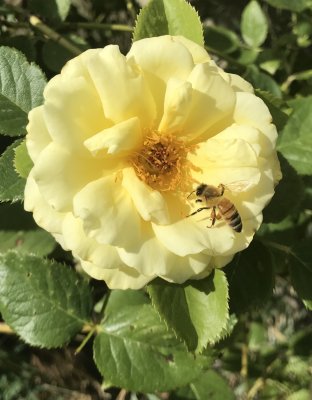 Honey Bee on Yellow Rose