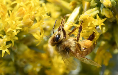 honey bee on rabbit brush _DSC5855