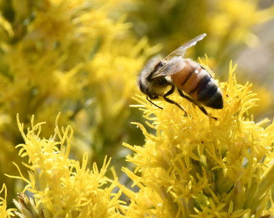 Honey Bee on Rabbit Brush _DSC5915.jpg