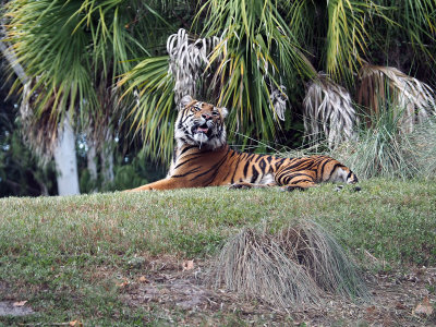 Tigers