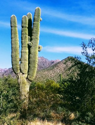 Sonoran Preserve