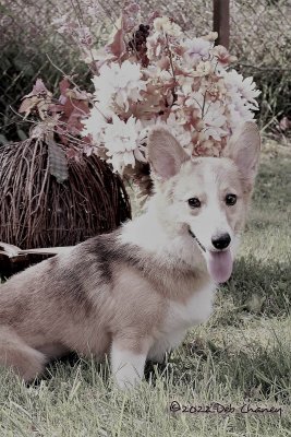 Peaches 51.jpg