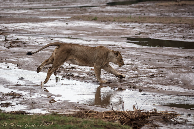 Leonessa (Panthera leo)