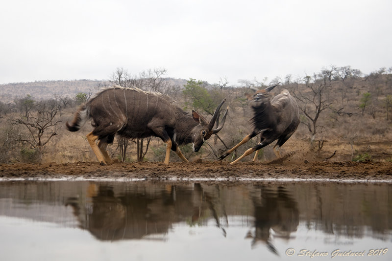 Nyala (Tragelaphus angasii) 