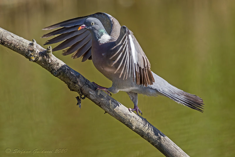 Colombaccio (Columba palumbus) - Woodpigeon	