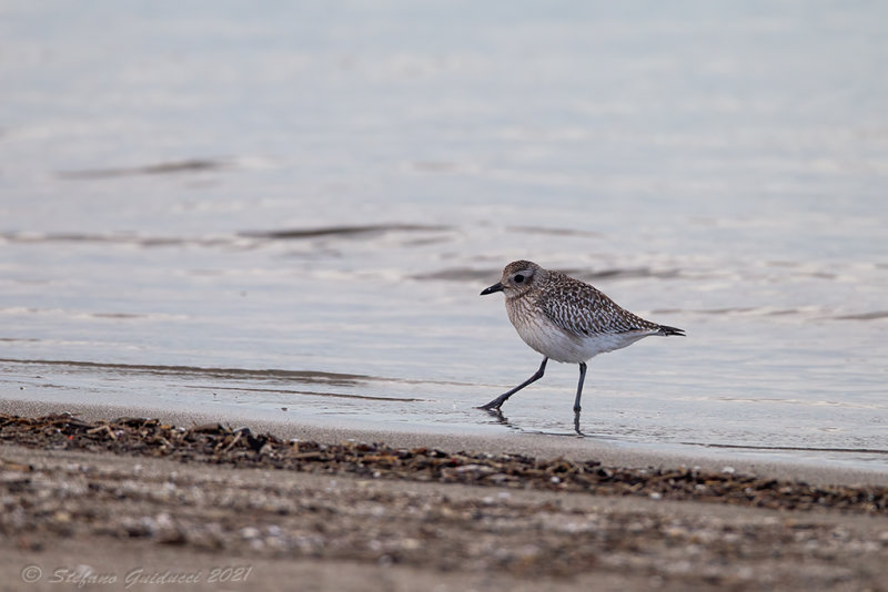 Pivieressa (Pluvialis squatarola) - Grey Plover