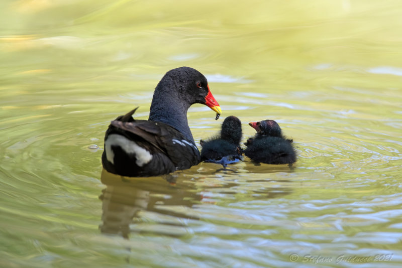 Gallinella dacqua (Gallinula chloropus) - Common Moorhen	